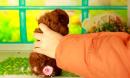 已售B75妹妹1900元11月13日生玩具型深红泰迪熊犬