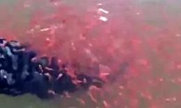 实拍母蛇头鱼被钓起 上千只红色小鱼相救