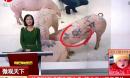 比利时艺术家为猪文身 猪皮卖50万元天价 每日新闻报