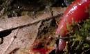 奇趣搞笑视频加里曼丹岛巨型红色水蛭吞噬蚯蚓1