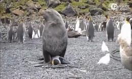 世态炎凉！一只海豹光天化日性侵企鹅没一个同胞帮忙