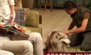犬道宠物狗演员哈士奇乌迪飞利浦LED广告的拍摄花絮