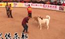 猛犬俱乐部“铖龙杯”中亚牧羊犬联赛视频
