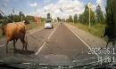 两头牛在马路上交配被极速行驶的卡车当场撞飞